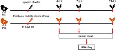 Time-series transcriptome analysis identified differentially expressed genes in broiler chicken infected with mixed Eimeria species